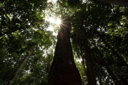 Balanço 2025: Amazonas registra menor número de focos de calor em 23 anos, aponta Inpe