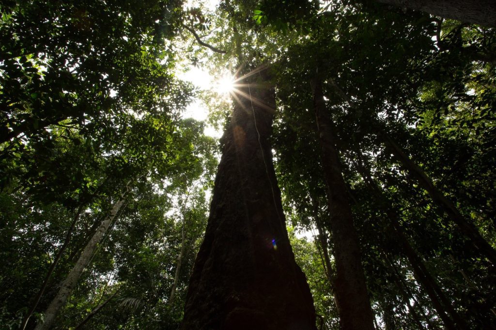 Balanço 2025: Amazonas registra menor número de focos de calor em 23 anos, aponta Inpe