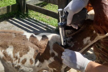 Adaf alerta pecuaristas para a importância da vacinação contra a brucelose