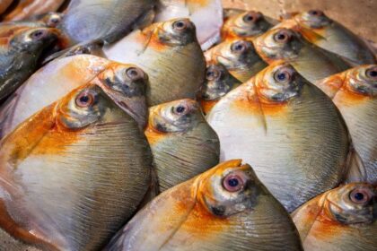 Vigilância em saúde apresenta análise dos casos de Doença de Haff no estado