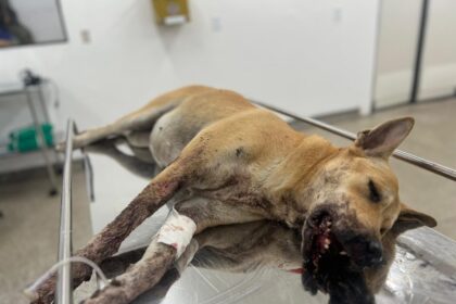 Cadela ferida por ‘catolé’ na virada do ano será operada no Hospital Público Veterinário sob cuidados da Sepet