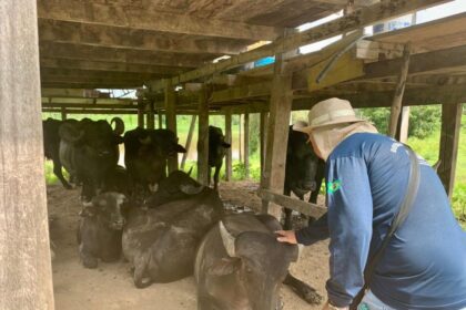 Febre aftosa: Adaf vai realizar vigilância em mais de 400 propriedades no primeiro semestre de 2026