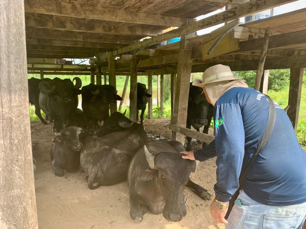 Febre aftosa: Adaf vai realizar vigilância em mais de 400 propriedades no primeiro semestre de 2026