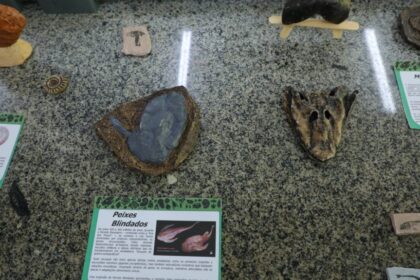 Fapeam está com inscrições abertas para o Programa de Apoio à Organização, Restauração, Preservação e Divulgação de Coleções Biológicas e Museus