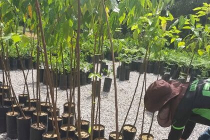 Itacoatiara: Projeto apoiado pelo Governo do Amazonas analisou produção de mudas de espécies florestais