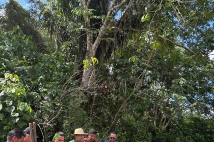 Em Iranduba e Manacapuru, Idam distribui 6,1 mil mudas de castanheira a agricultores familiares