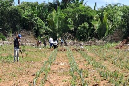 Idam conclui o plantio de 9,25 mil mudas de abacaxi em Unidade Demonstrativa de Humaitá