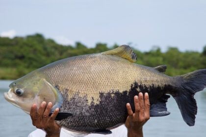 Período de defeso do tambaqui, iniciado em outubro, termina no Amazonas nesta terça-feira