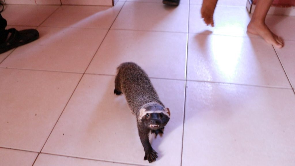 Furão-grande mantido em cativeiro por oito meses é resgatado pelo Ipaam no residencial Viver Melhor