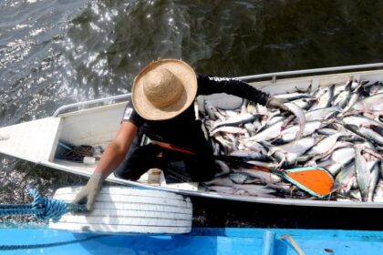 Ipaam acompanhará início da pesca ordenada do mapará nesta segunda-feira, em Careiro da Várzea