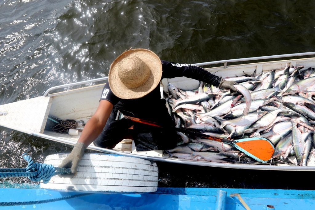Ipaam acompanhará início da pesca ordenada do mapará nesta segunda-feira, em Careiro da Várzea