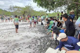 Mais de 56 mil filhotes de quelônios são soltos em comunidades da RDS do Uatumã em 2026