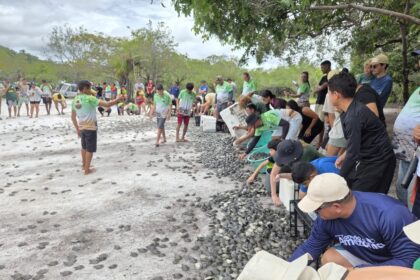 Mais de 56 mil filhotes de quelônios são soltos em comunidades da RDS do Uatumã em 2026