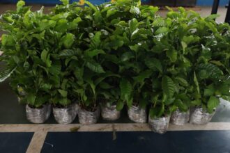 Nova lei prioriza a aquisição do café produzido no Amazonas nos órgãos da administração pública estadual