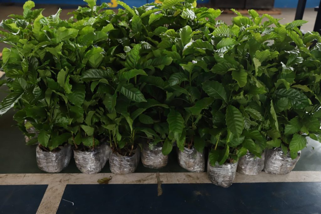 Nova lei prioriza a aquisição do café produzido no Amazonas nos órgãos da administração pública estadual