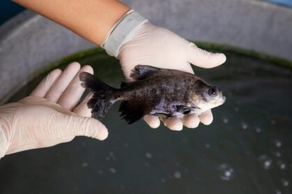 Governo do Amazonas inicia as inscrições para o Programa Estratégico de Desenvolvimento do Setor Primário da Fapeam