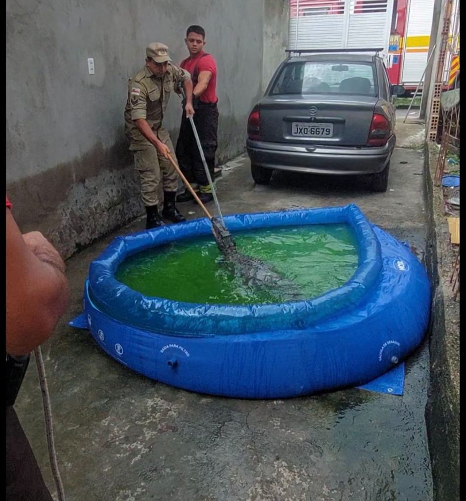 Em Manaus, dona de casa encontra jacaré em piscina de plástico e aciona o Corpo de Bombeiros para o resgate