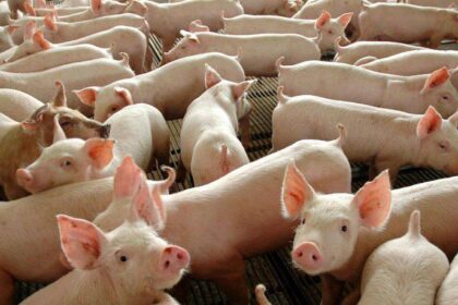 Amazonas vai sediar encontro de Defesas Agropecuárias para discutir Plano Brasil de Peste Suína Clássica