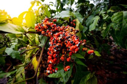 Programa estratégico de desenvolvimento de pesquisas no setor primário do Amazonas recebe propostas até sexta-feira