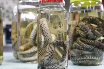 Amazonas atualiza dados sobre acidentes com animais peçonhentos