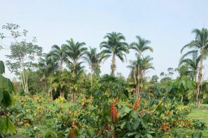 Açaí e guaraná recebem reconhecimento internacional, entrando para ranking de 100 melhores frutas do mundo