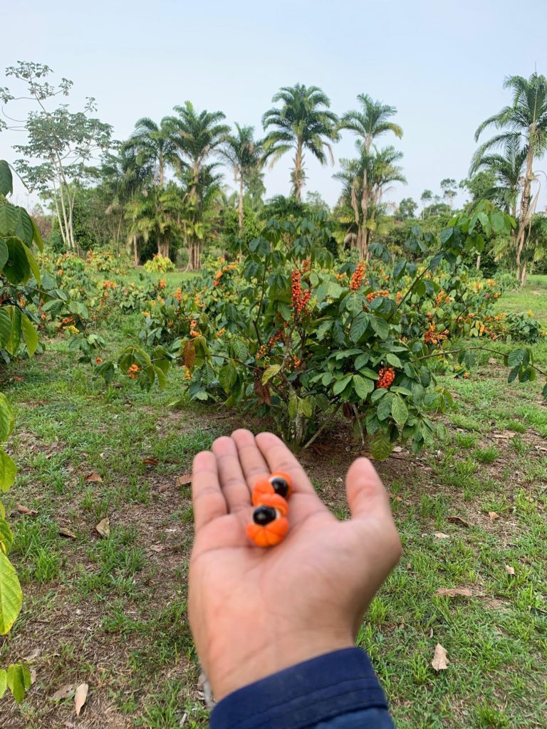 Açaí e guaraná recebem reconhecimento internacional, entrando para ranking de 100 melhores frutas do mundo