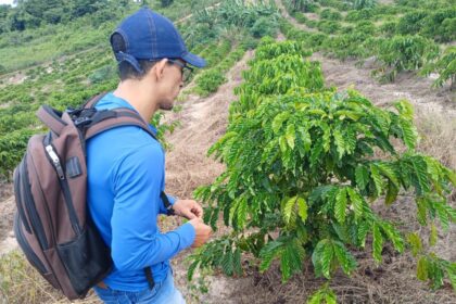 Cafeicultura no Amazonas cresce mais de 340% com a introdução da variedade Robustas Amazônico