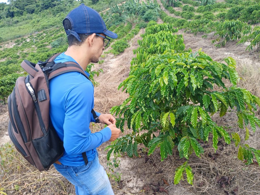 Cafeicultura no Amazonas cresce mais de 340% com a introdução da variedade Robustas Amazônico