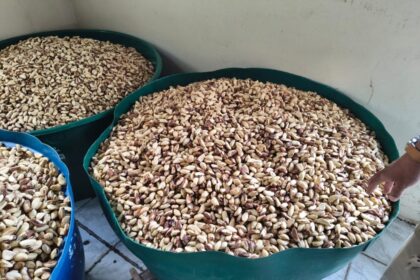 Assistida pelo Idam, agroindústria de beneficiamento de castanha em Lábrea produz 18 toneladas de castanha por mês