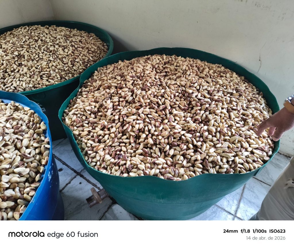 Assistida pelo Idam, agroindústria de beneficiamento de castanha em Lábrea produz 18 toneladas de castanha por mês