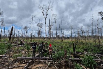 Ipaam conclui 3ª etapa da Operação Tamoiotatá 6 com mais de R$ 10 milhões em multas no sul do Amazonas