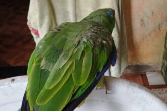 Operação contra cativeiros ilegais resgata mais de 50 animais silvestres na zona leste de Manaus