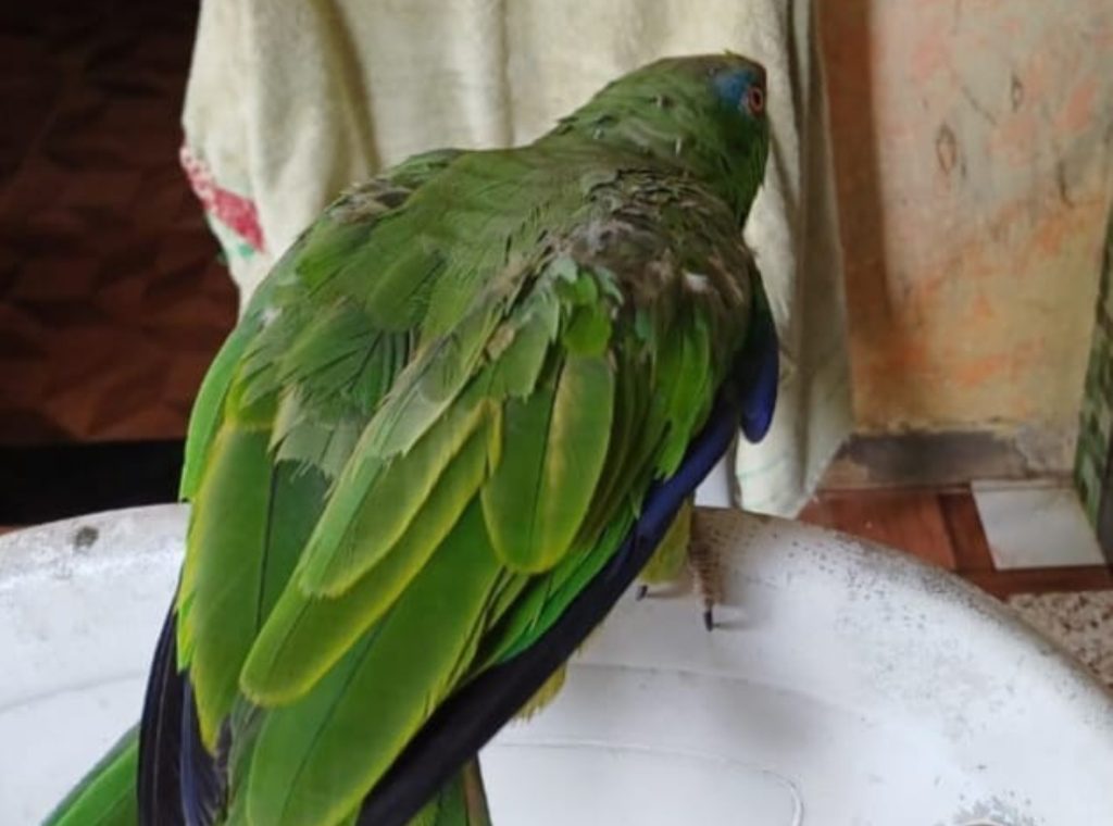 Operação contra cativeiros ilegais resgata mais de 50 animais silvestres na zona leste de Manaus