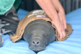 Ipaam resgata filhote de peixe-boi ferido por arpão em Itacoatiara