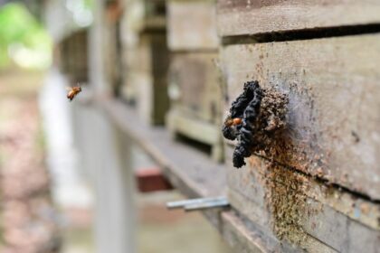 Ipaam realiza ação de regularização para criadores de abelhas sem ferrão em Parintins