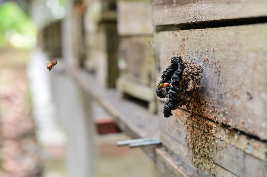 Ipaam realiza ação de regularização para criadores de abelhas sem ferrão em Parintins