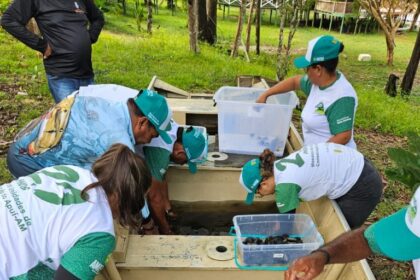 Sema realiza soltura de mais de 2,5 mil quelônios no sul do Amazonas