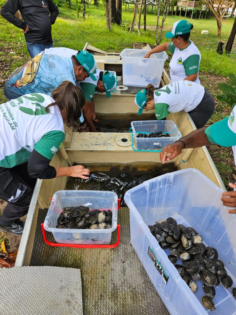 Sema realiza soltura de mais de 2,5 mil quelônios no sul do Amazonas