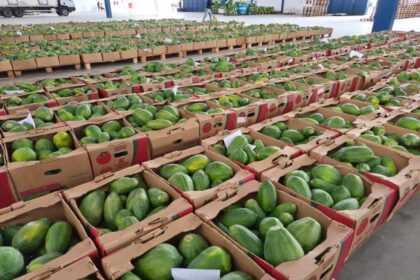 Governo do Estado destina mais de 100 toneladas de alimentos para a merenda escolar da rede estadual de ensino esta semana