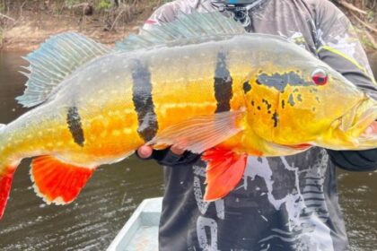 Ipaam alerta para a obrigatoriedade do envio anual de relatório da pesca esportiva no Amazonas