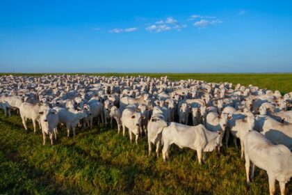 Adaf alerta produtores para atualizarem informações de seus rebanhos