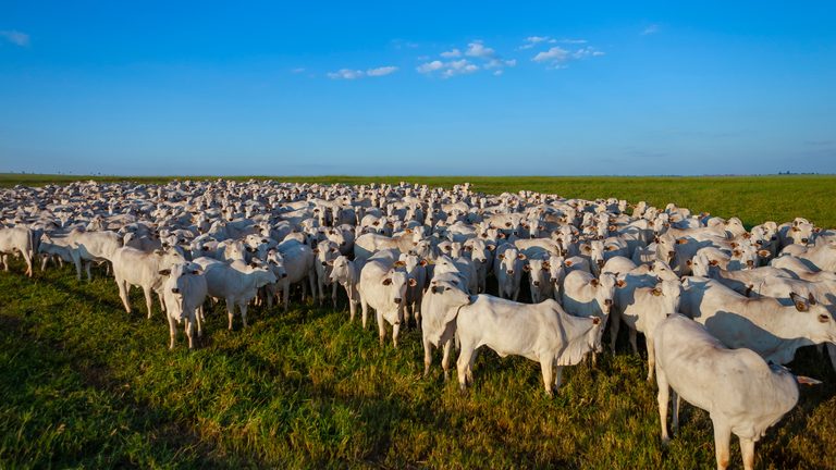 Adaf alerta produtores para atualizarem informações de seus rebanhos
