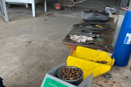 Cafeicultura em Guajará prevê safra de 100 mil sacas de café para este ano
