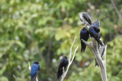 Aves migratórias utilizam o Amazonas como rota de passagem, alerta Ipaam