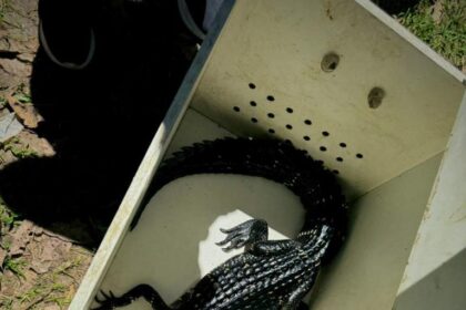 Operação Anhangá 2: PC-AM e Ipaam desarticulam grupo criminoso por exploração de animais silvestres e maus-tratos
