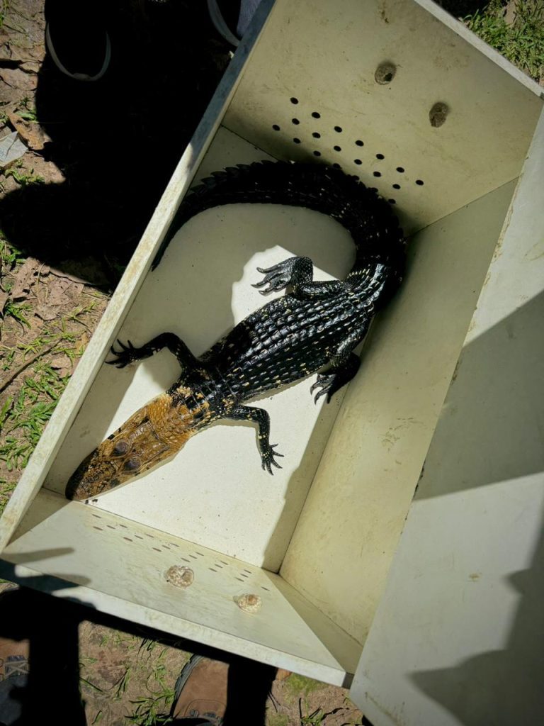 Operação Anhangá 2: PC-AM e Ipaam desarticulam grupo criminoso por exploração de animais silvestres e maus-tratos