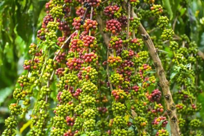 Idam abre inscrições para participação no Dia de Campo do Café, em Presidente Figueiredo