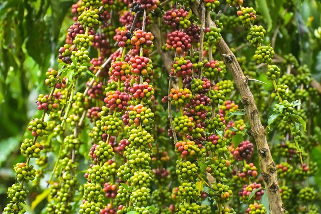 Idam abre inscrições para participação no Dia de Campo do Café, em Presidente Figueiredo