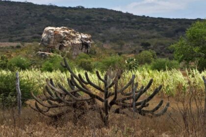 Governo sanciona lei que institui programa nacional para recuperação da Caatinga e define diretrizes de atuação